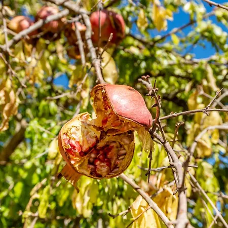 Da Rocha House * Parchal